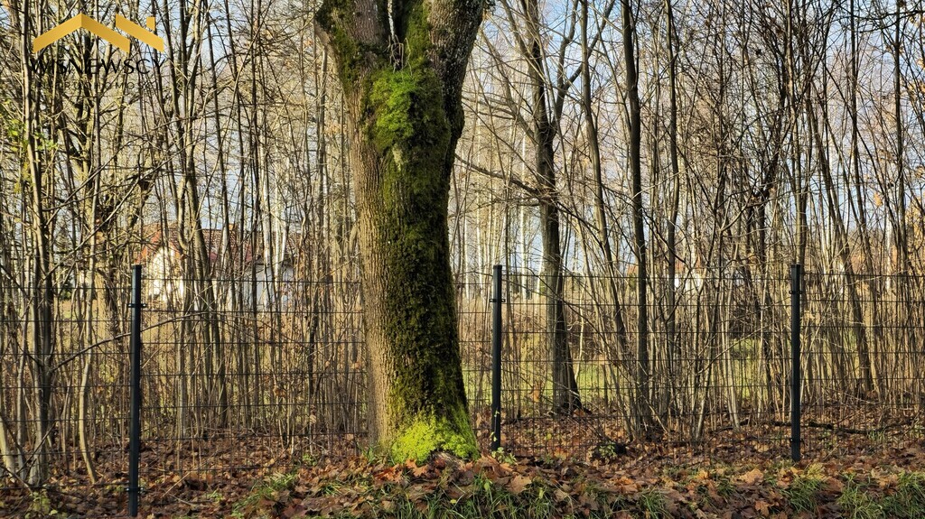 Zdjęcie 8