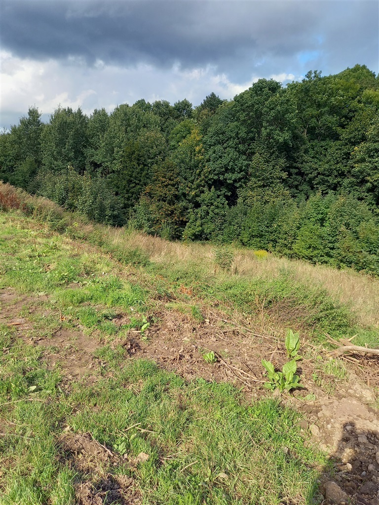 Zdjęcie 5