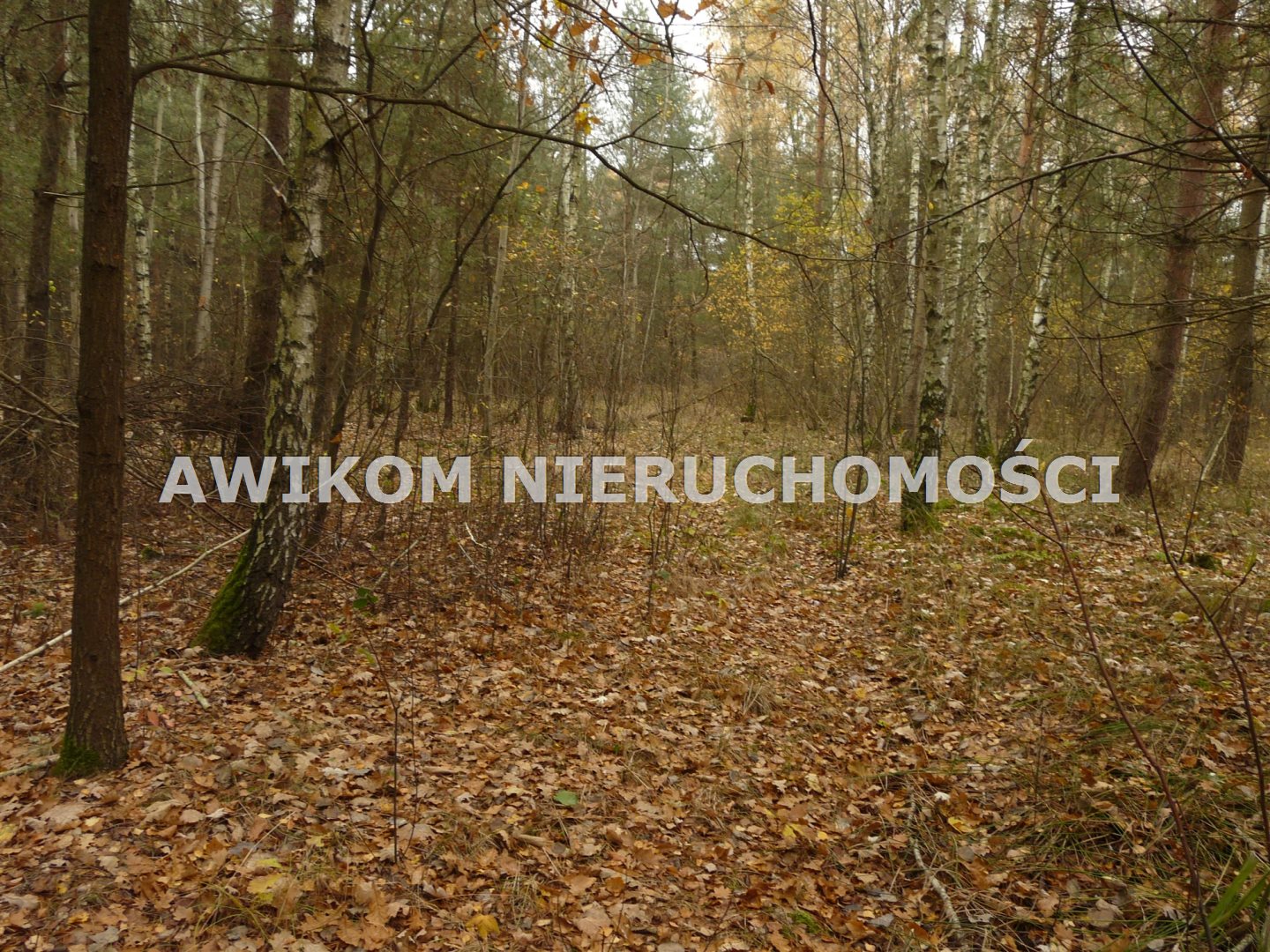 Zdjęcie 4