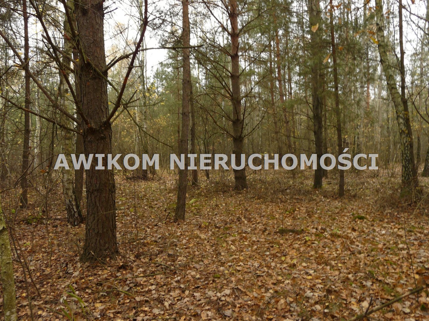 Zdjęcie 12