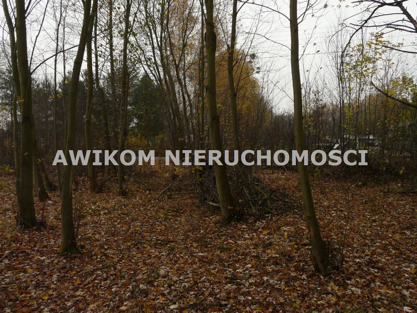Zdjęcie 13