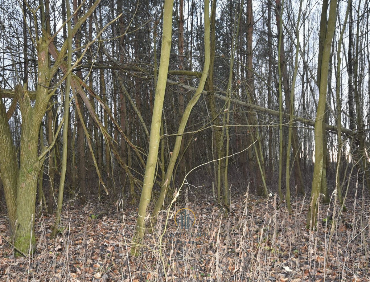 Działka leśna