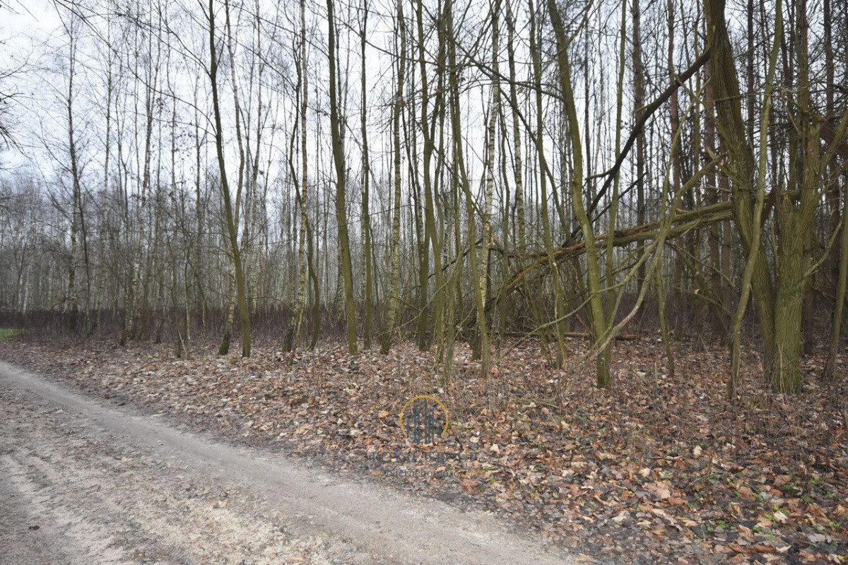 Zdjęcie 6
