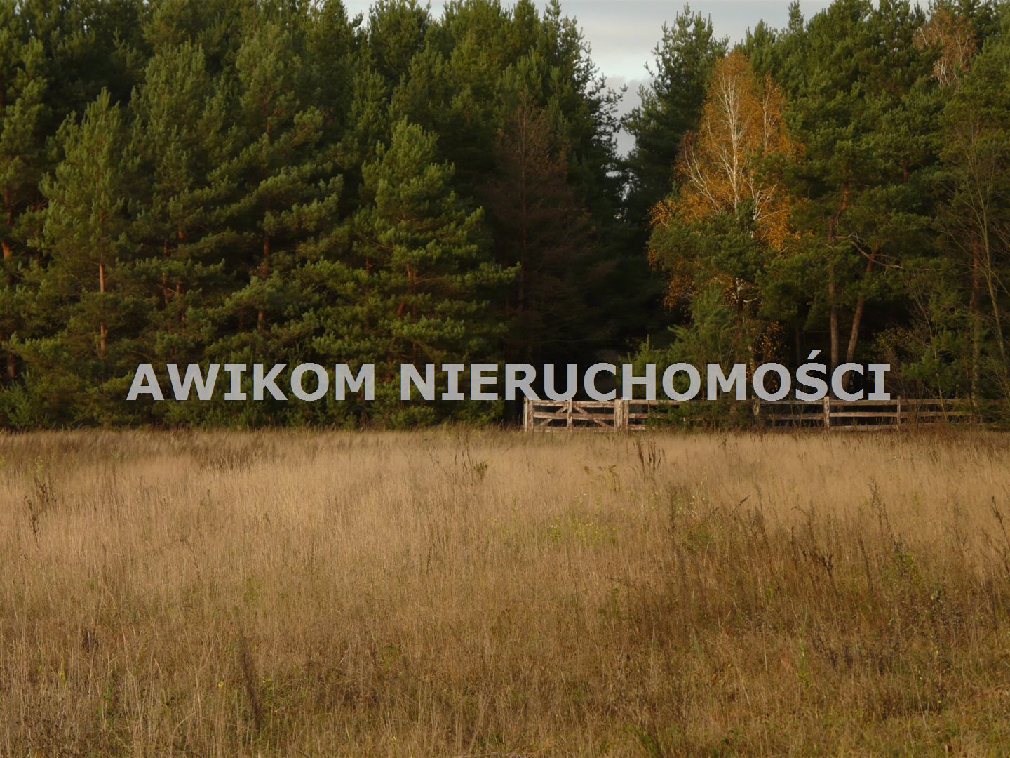Zdjęcie 13