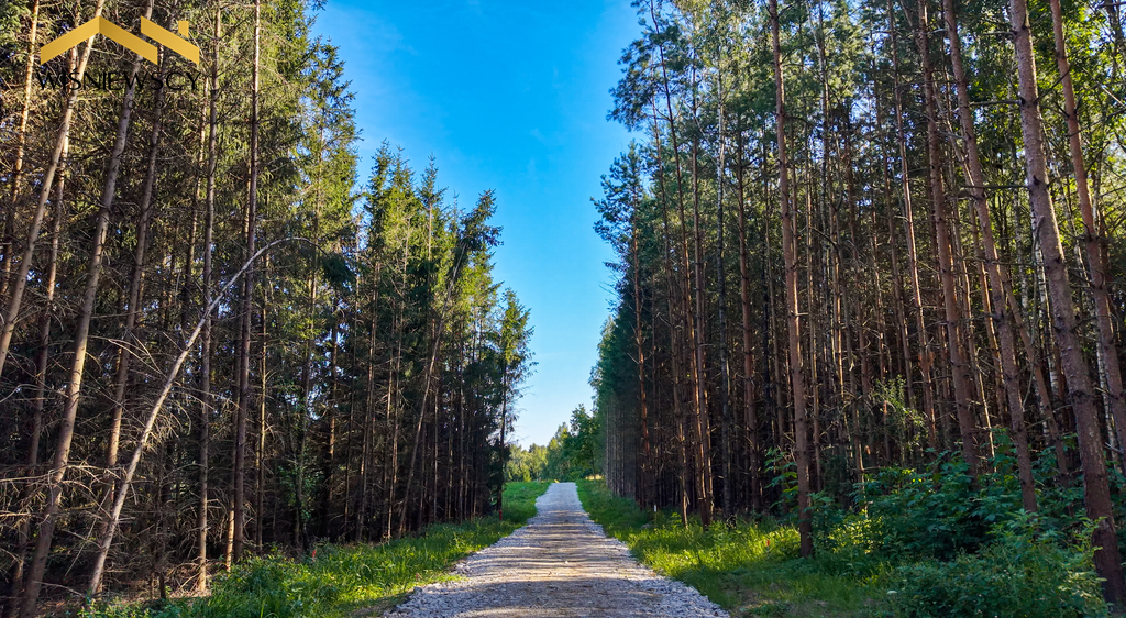 Zdjęcie 11