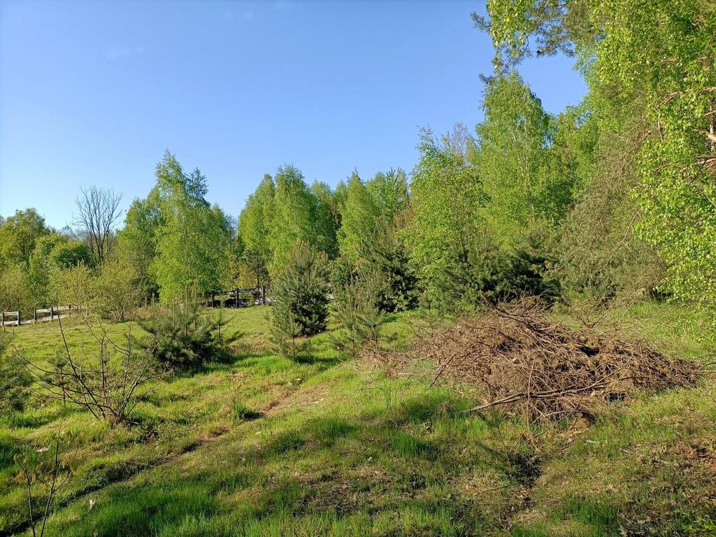 Zdjęcie 8
