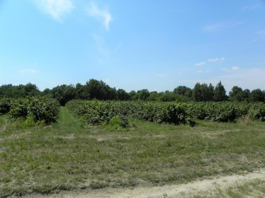 Działka budowlana 4 988 m², Głusk