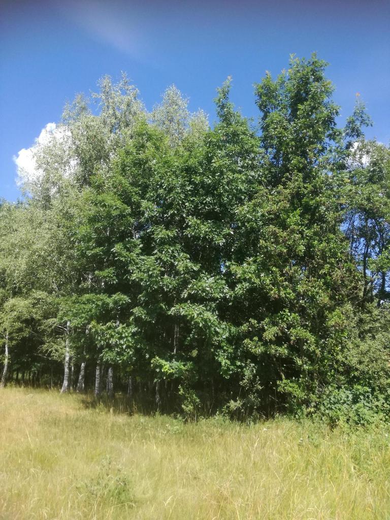 Zdjęcie 4