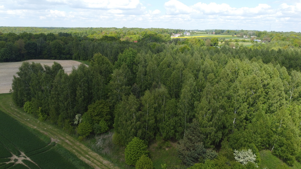 Zdjęcie 11