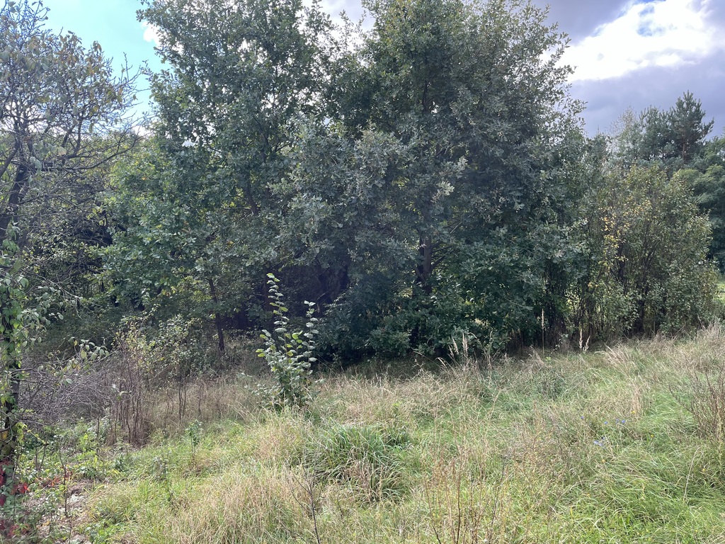 Zdjęcie 7