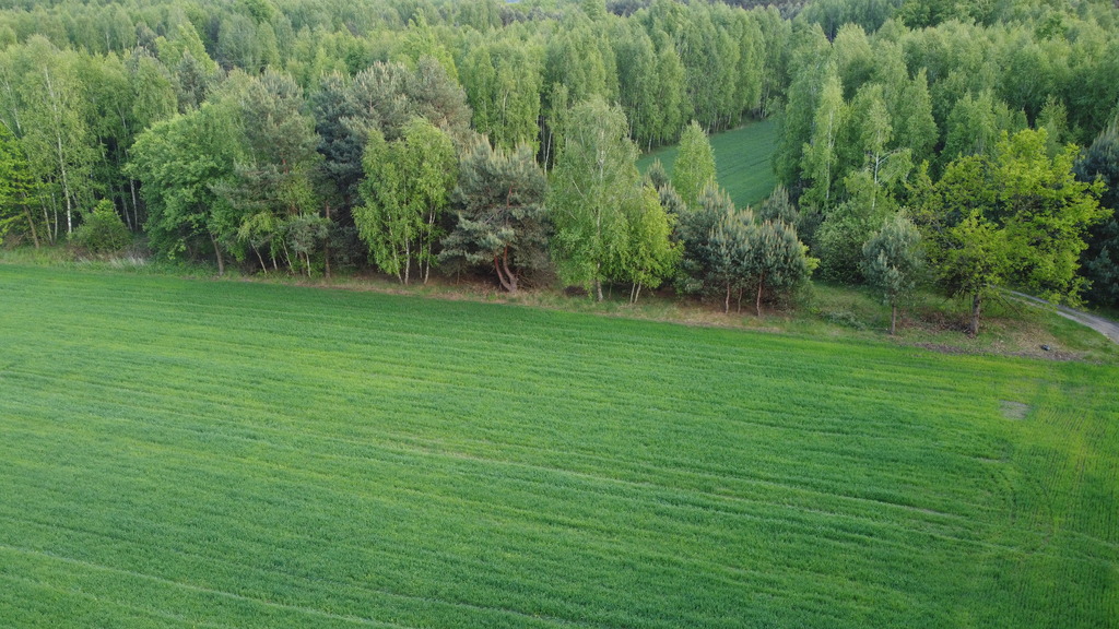 Zdjęcie 10