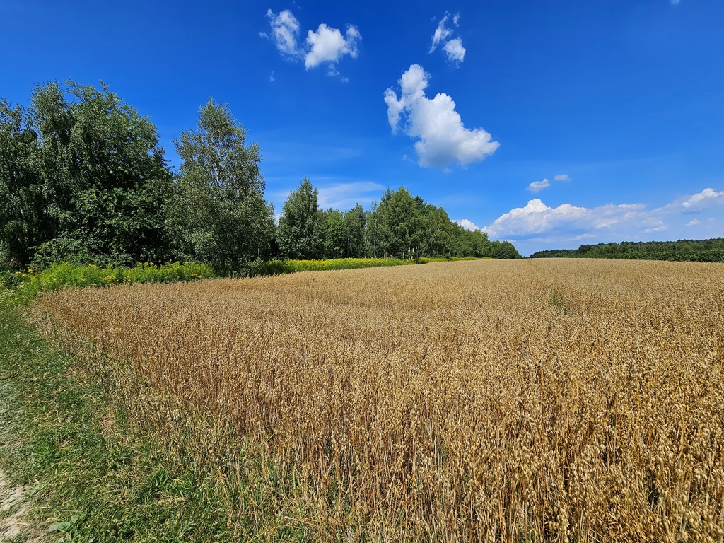 Zdjęcie 4