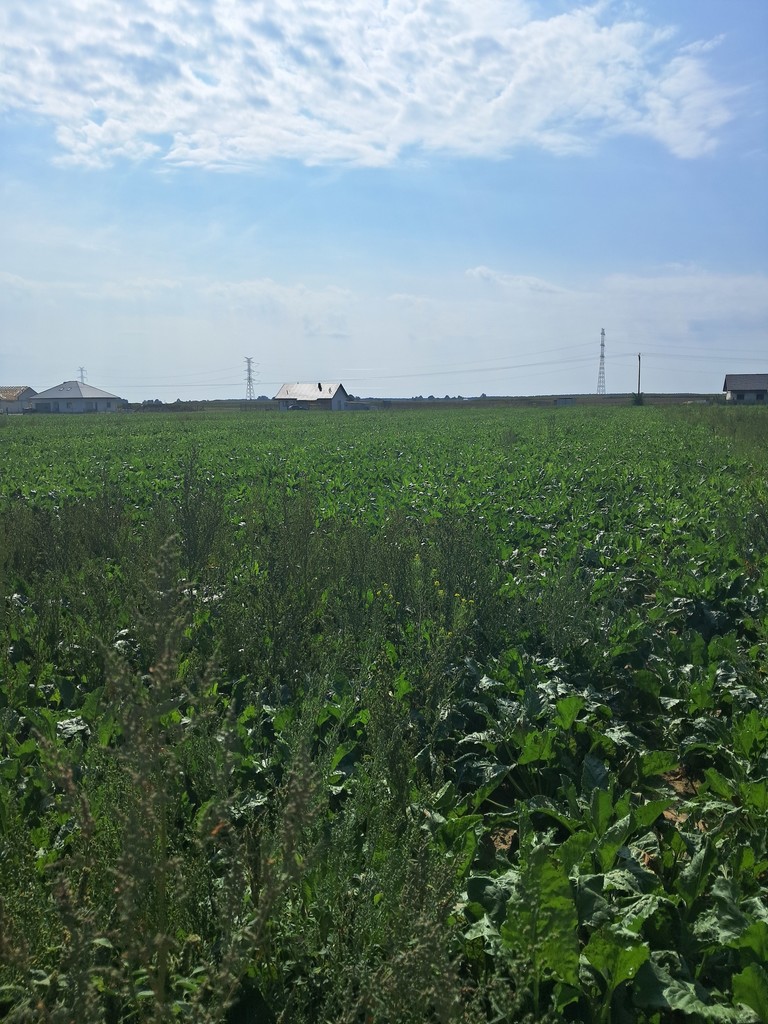 Działka budowlana 1 594 m², Puchaczów