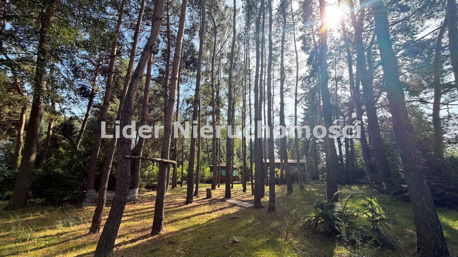 Zdjęcie 12