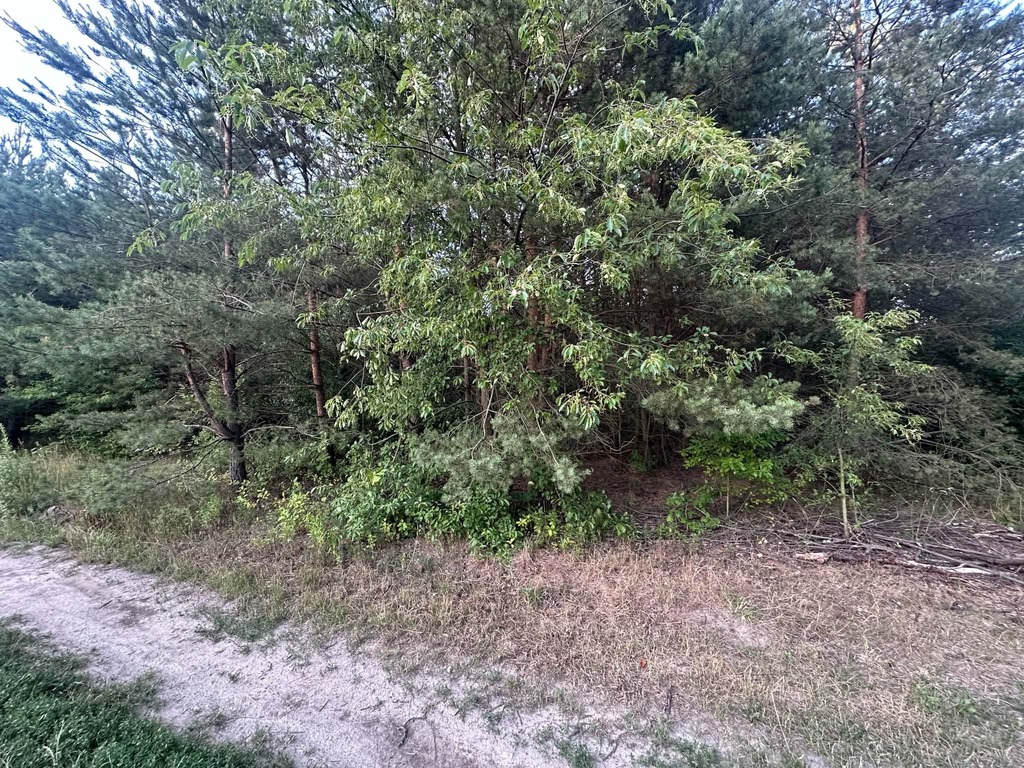 Zdjęcie 3