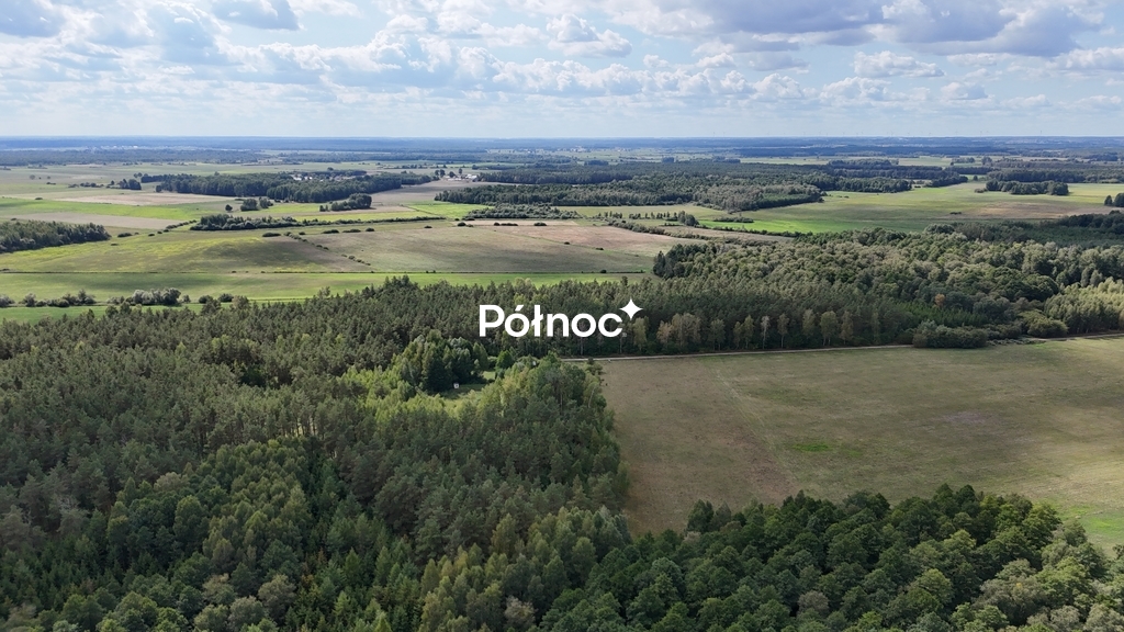 50-letni Las Brzoza Sosna Gmina Rajgród
