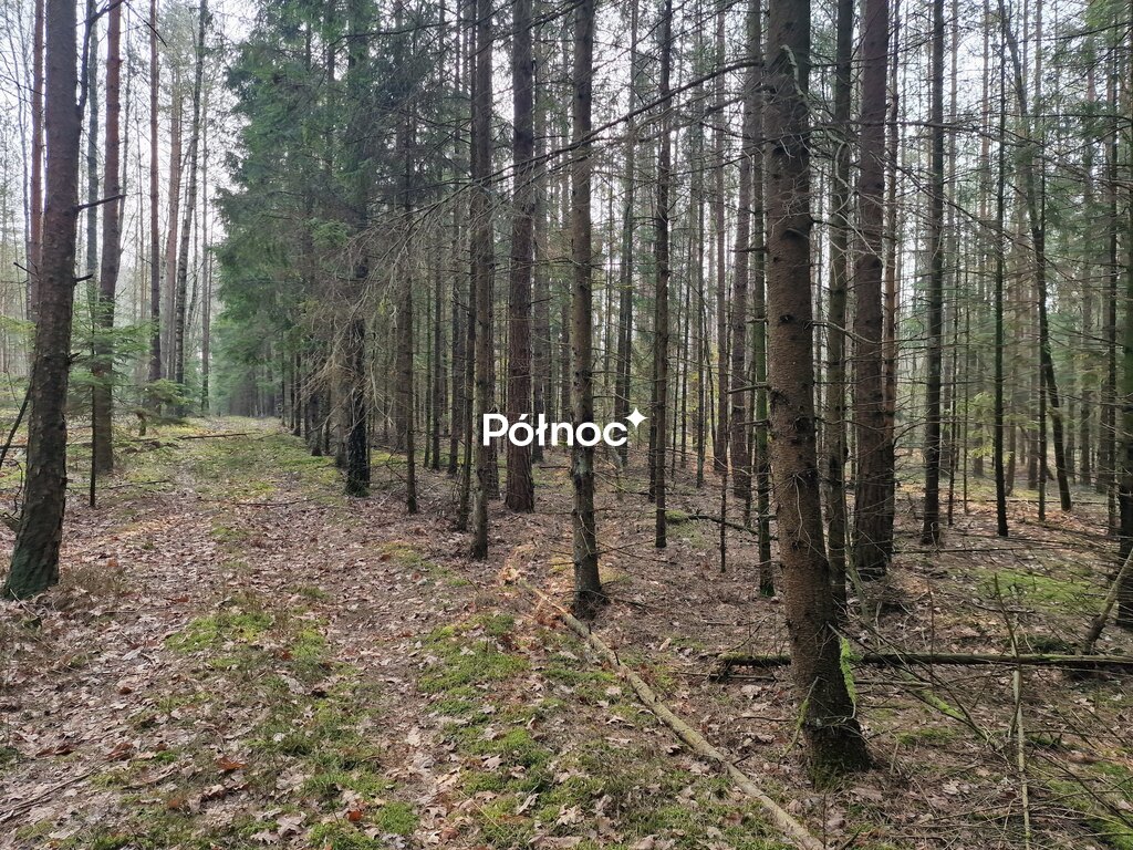 Działka leśna pod Knyszynem