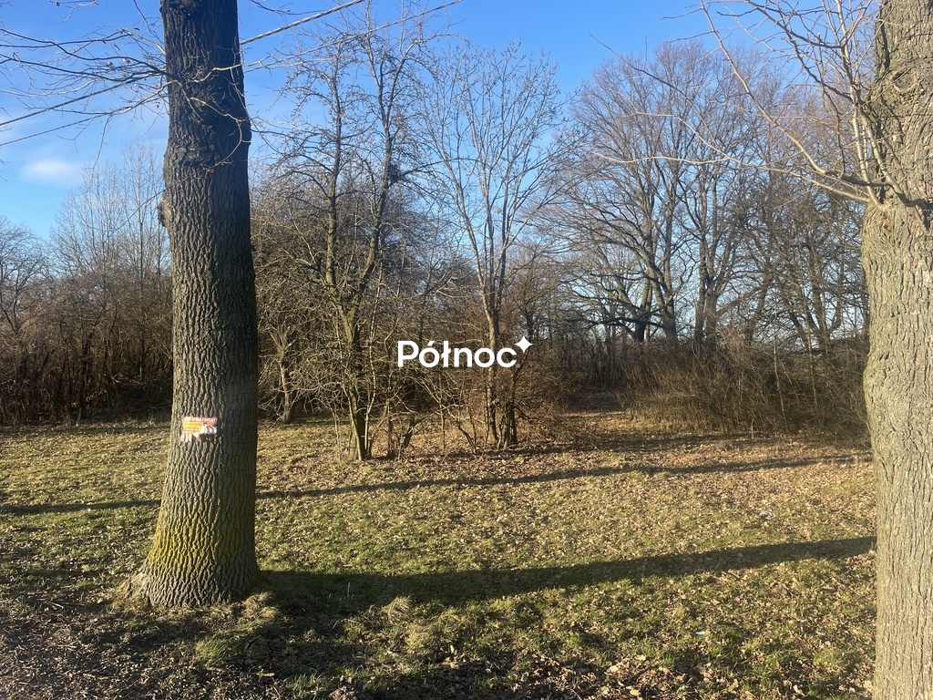 Działka w pięknym starodrzewie