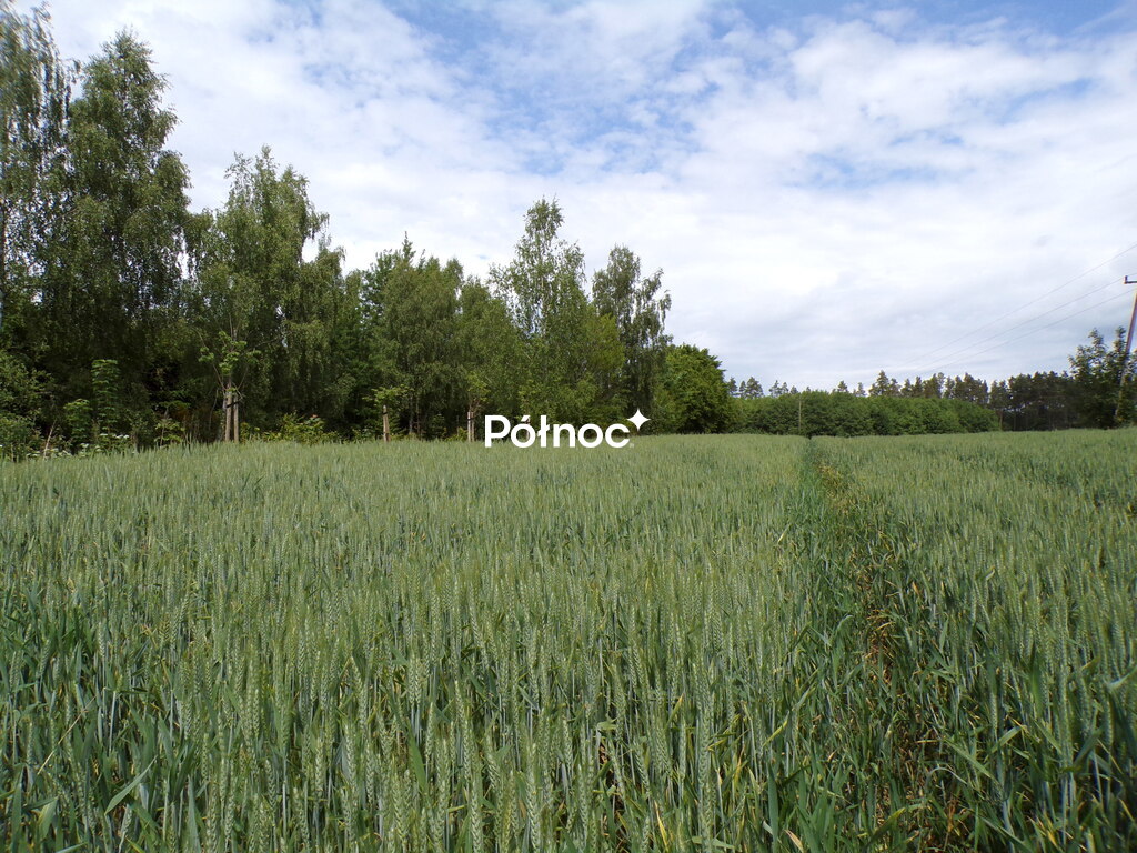 Zdjęcie 8