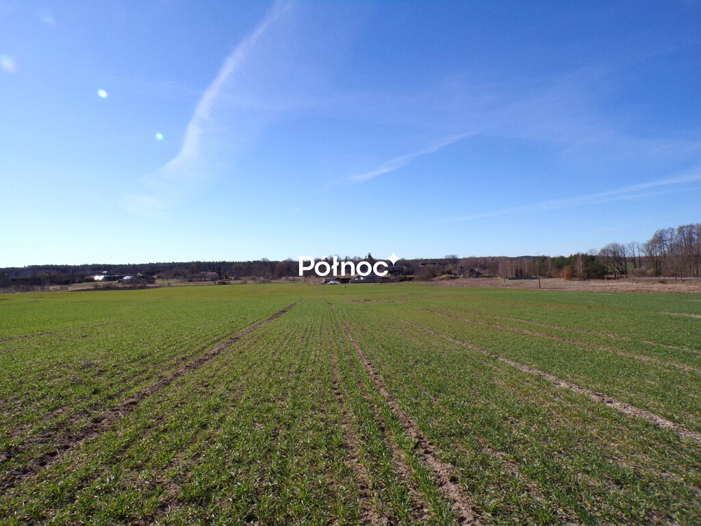 Zdjęcie 12