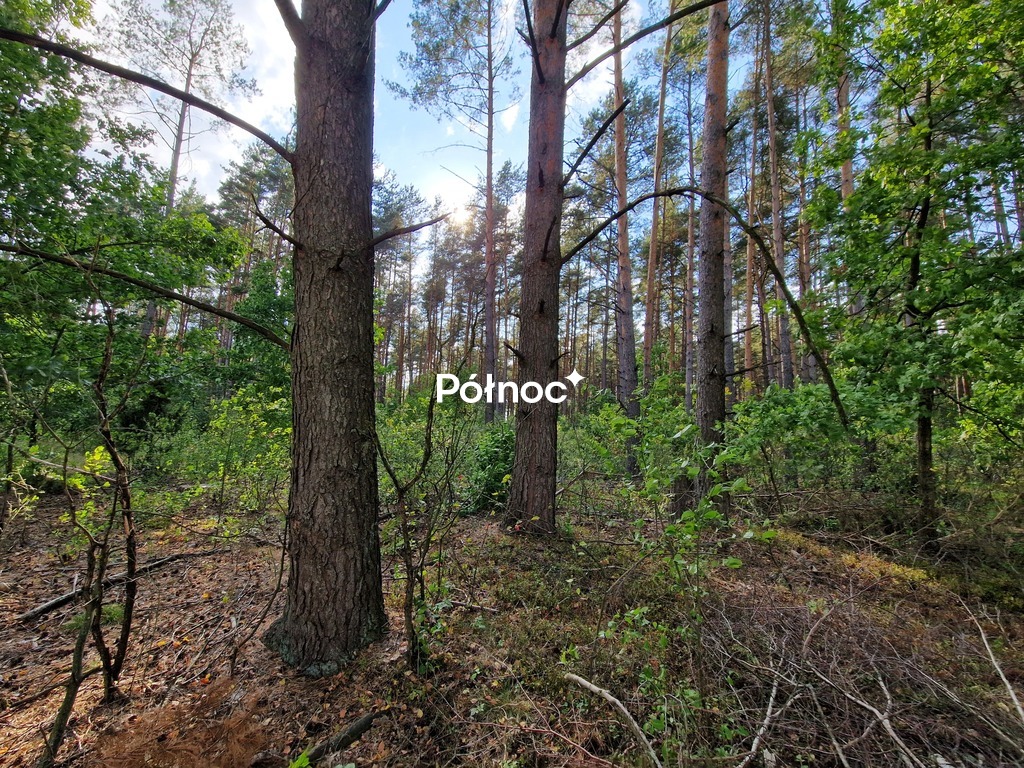 Zdjęcie 3