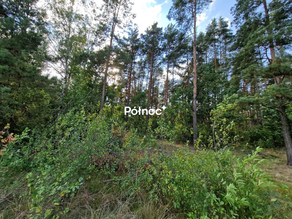 Zdjęcie 6