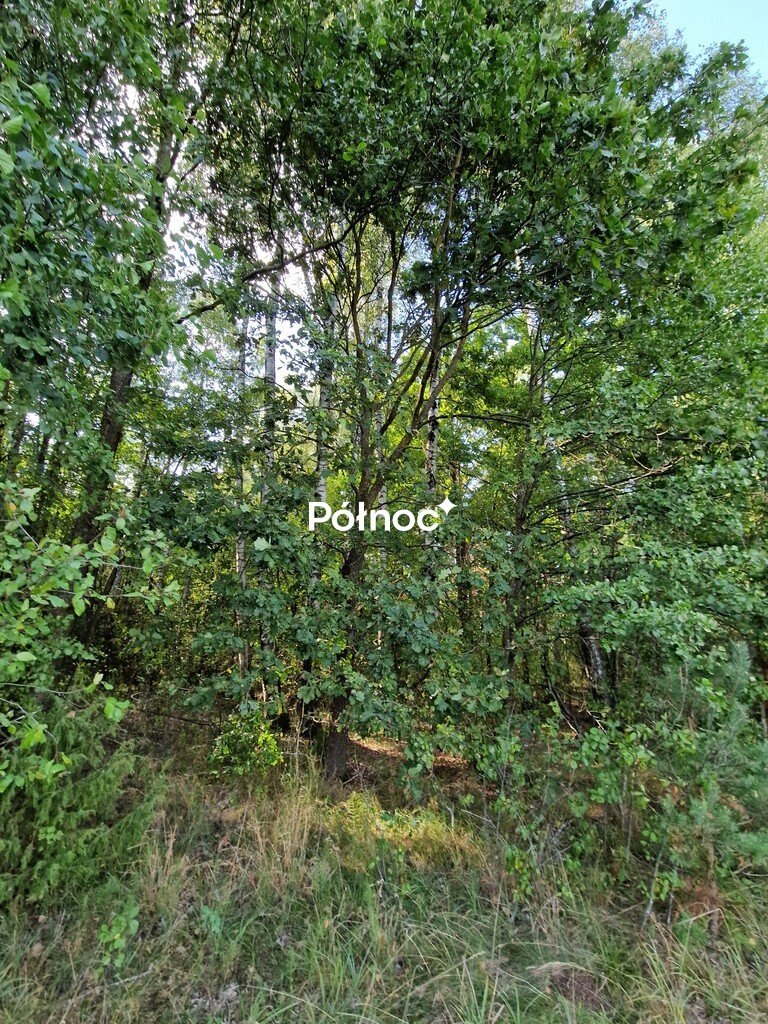Zdjęcie 16