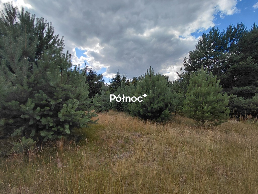 Zdjęcie 7
