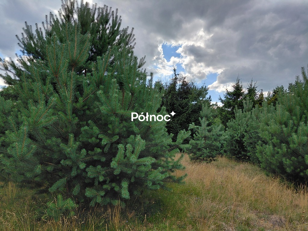 Zdjęcie 9