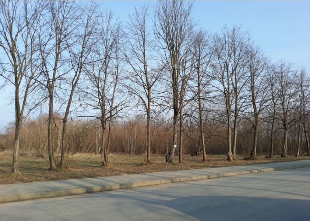 Zdjęcie 6
