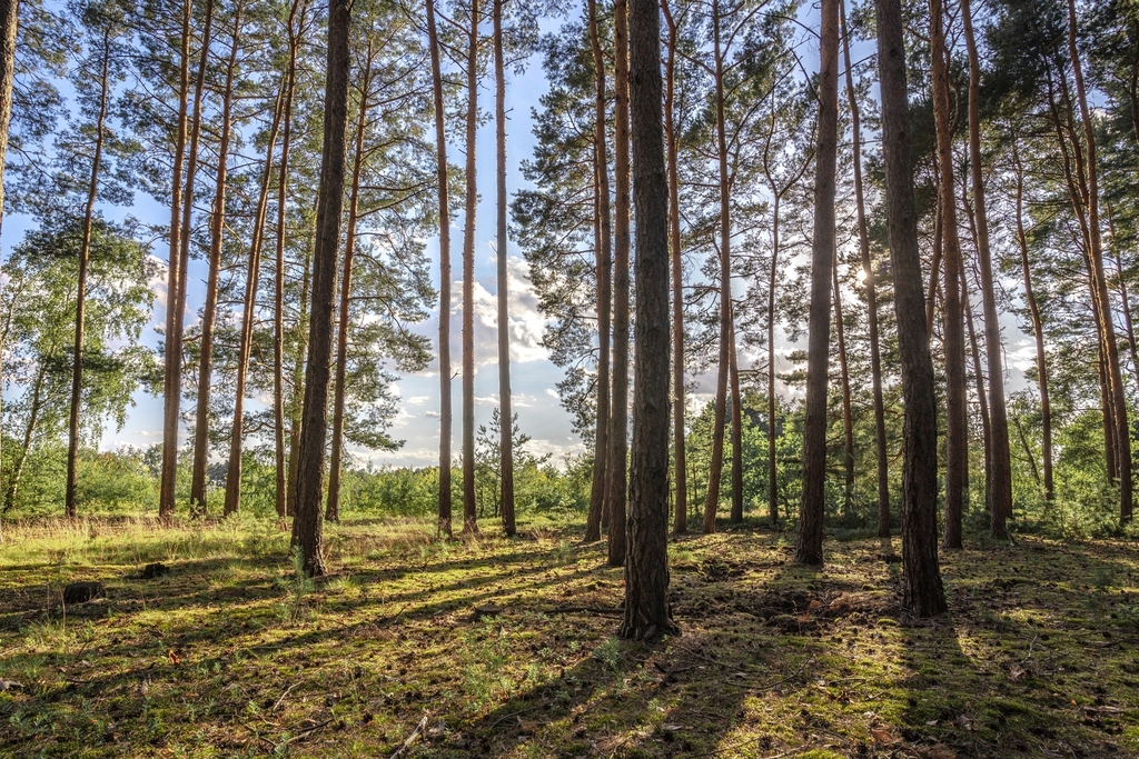 Zdjęcie 12