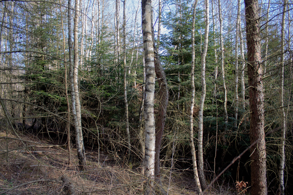 Zdjęcie 12