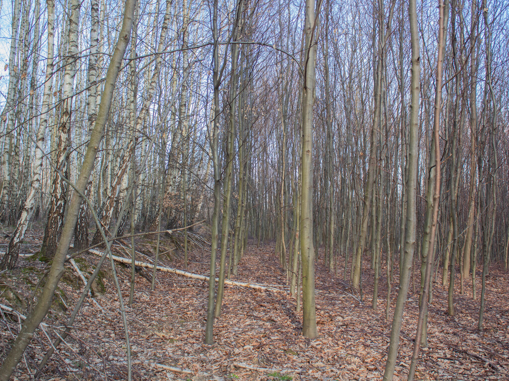 Zdjęcie 15