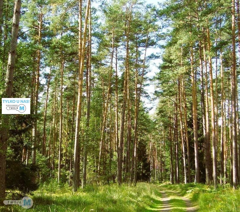 Na sprzedaż las o powierzchni 43,1ha gm.Chmielnik