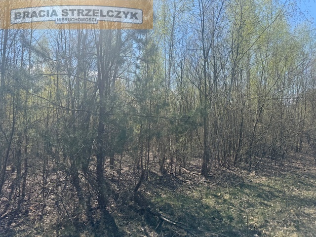 Zdjęcie 5