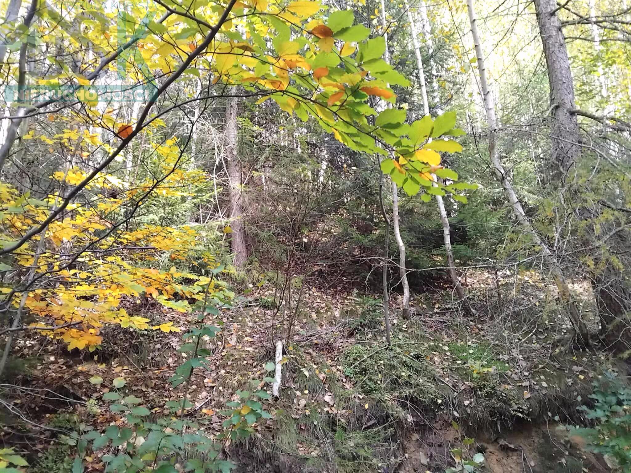 Działka leśna - Wisła Jawornik