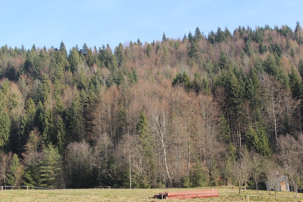 Zdjęcie 8