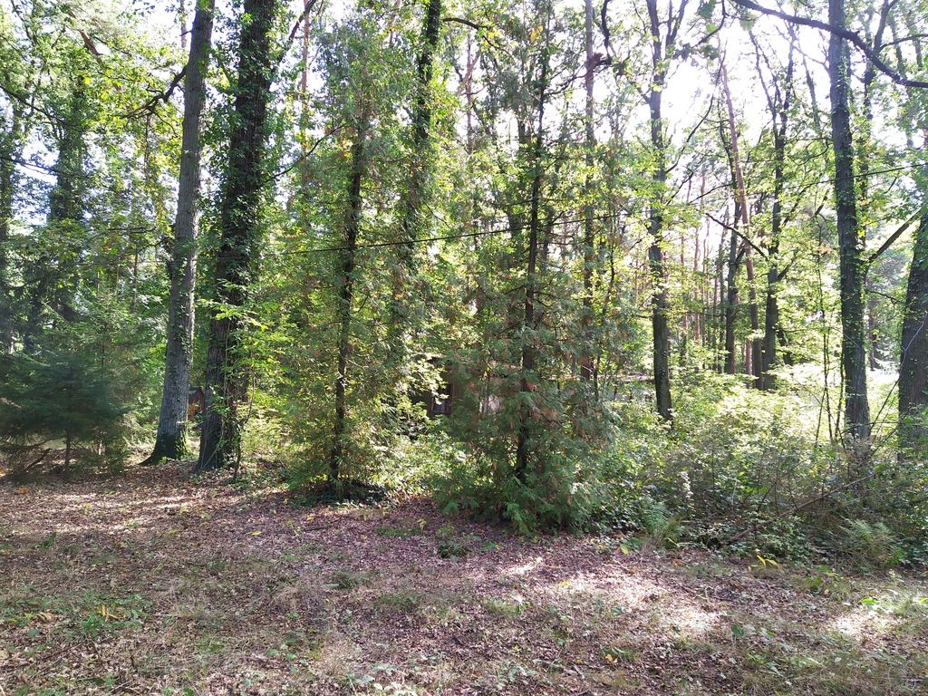 Działka budowlana 2 958 m², Sokolniki-Las