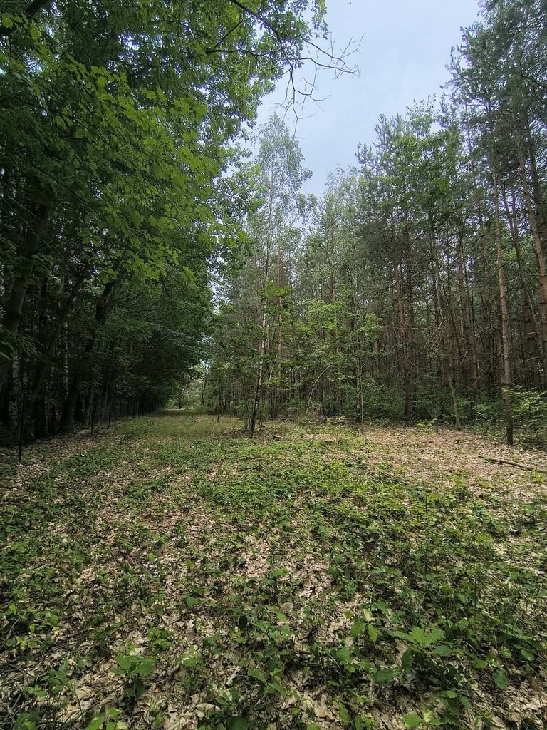 Działka budowlana 1 459 m², Sokolniki-Las