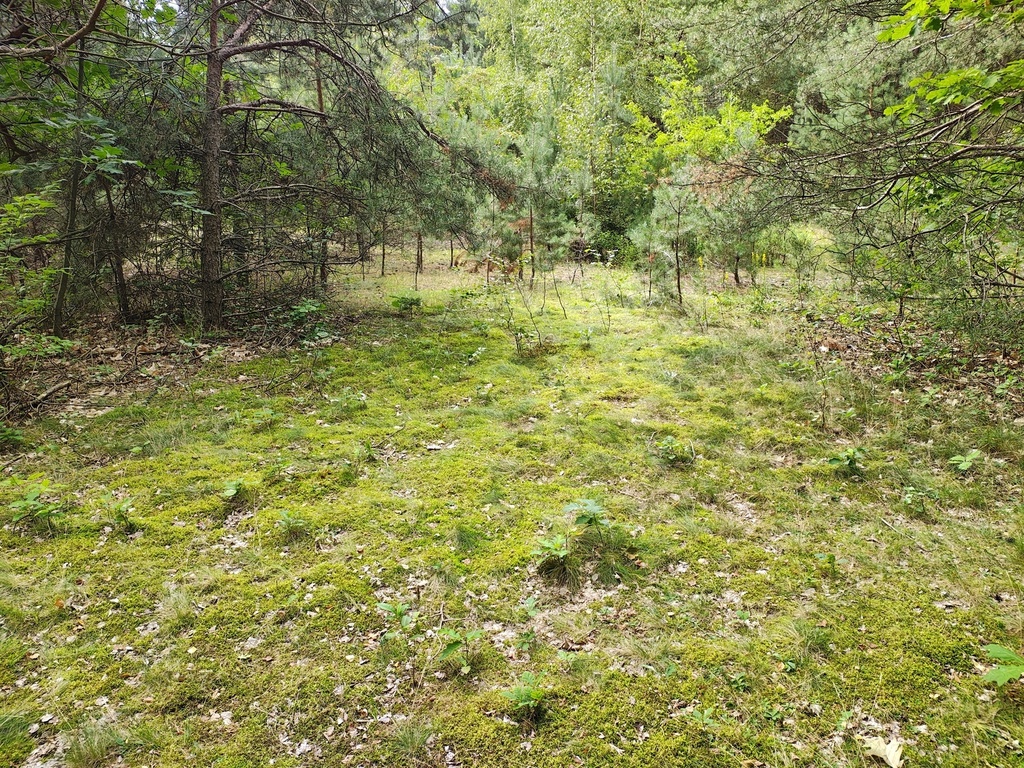 Działka budowlana 1 459 m², Sokolniki-Las