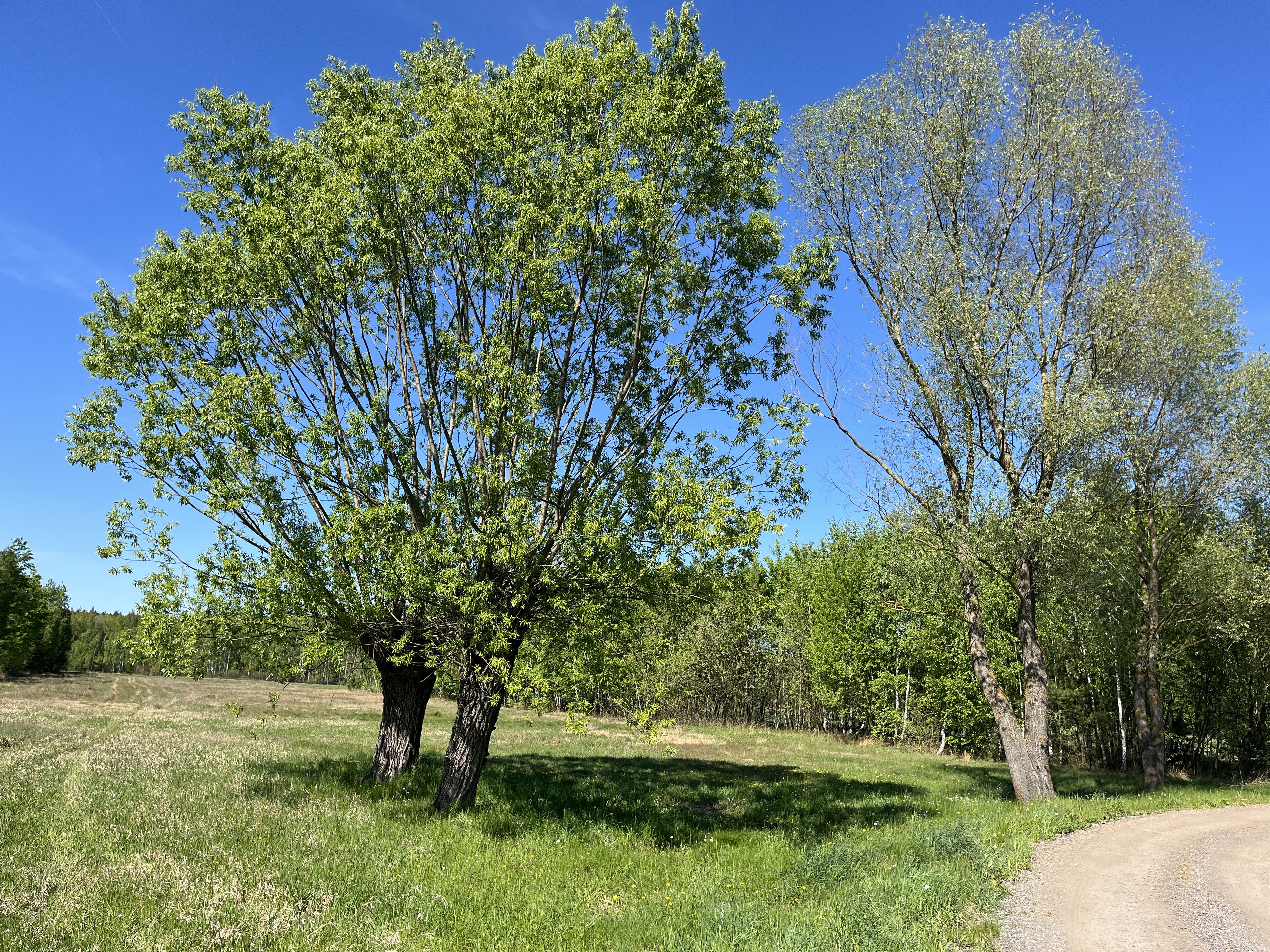 Działka budowlana i rolna 3 554 m², Pustelnik