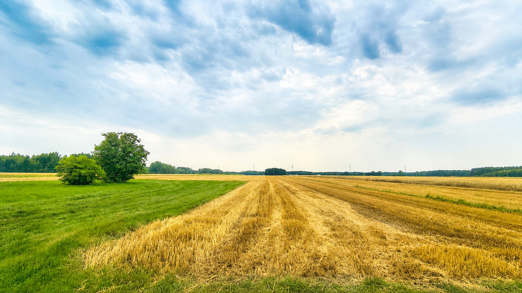 Działka rolna 3,33 ha, Złoczew