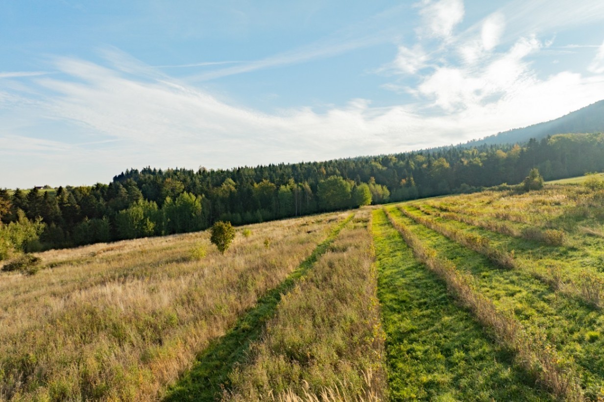 Zdjęcie 14
