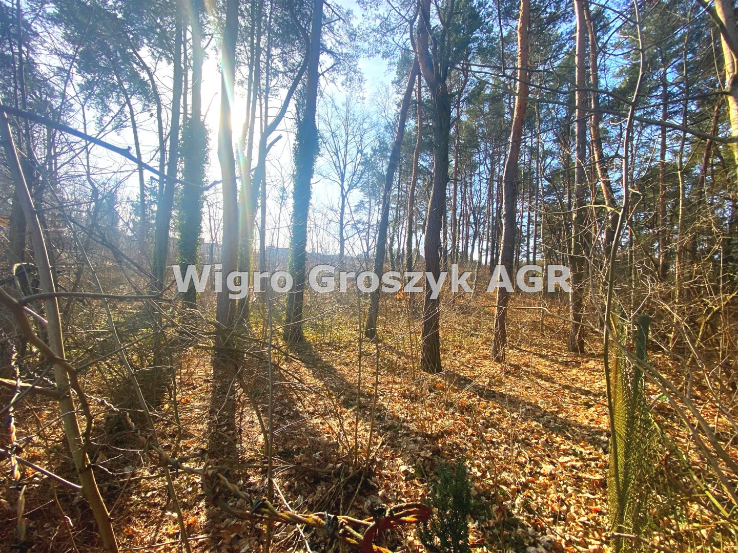 Działka budowlana 1 405 m², Łomianki, Dąbrowa Leśna