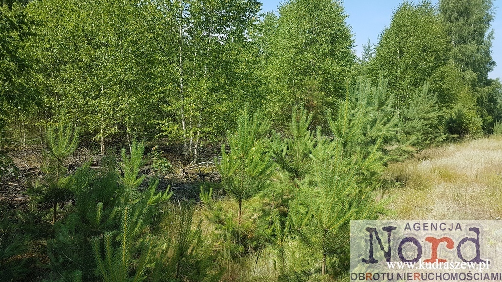 Zdjęcie 3