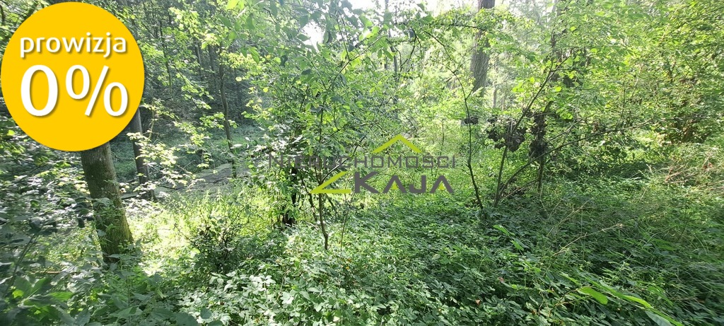 Zdjęcie 10
