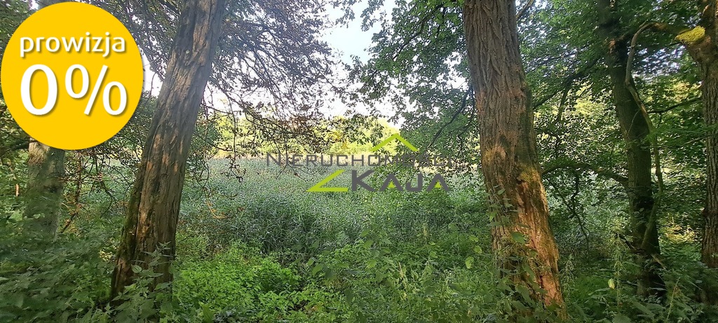 Zdjęcie 11