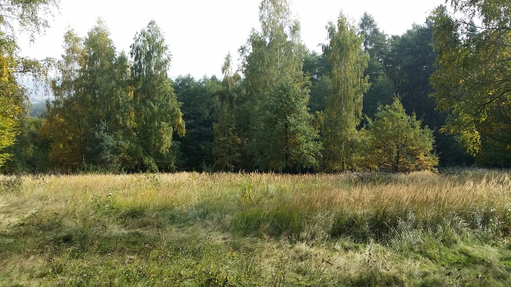 Działka rolna 2 586 m², Strzegomiany