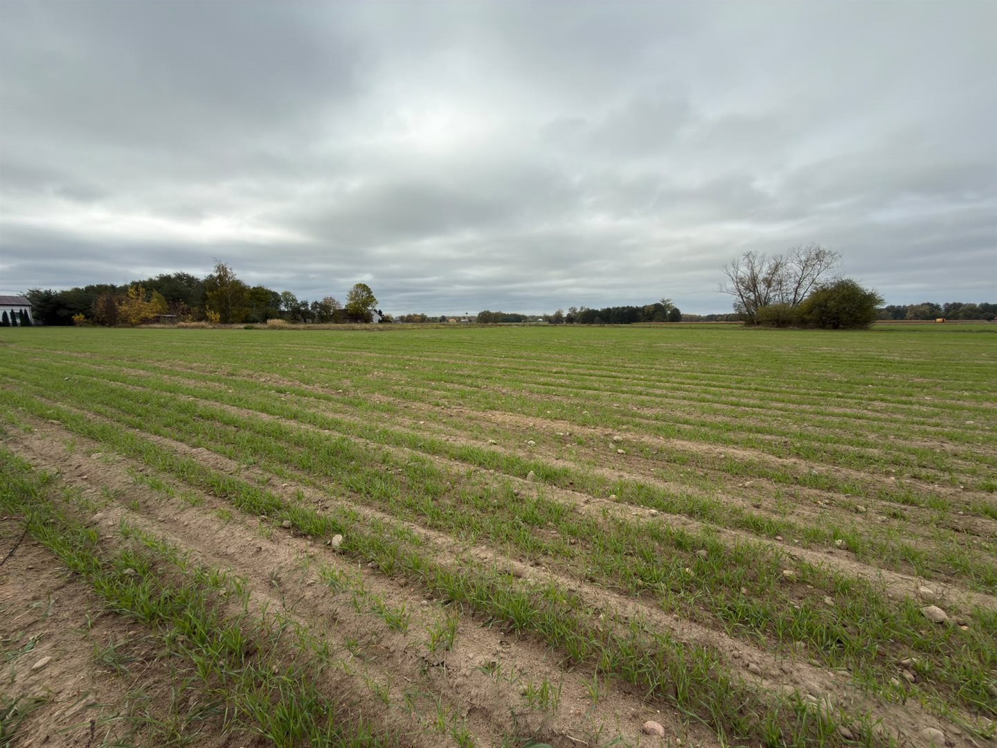 Działka budowlana 3 000 m², Cholewy
