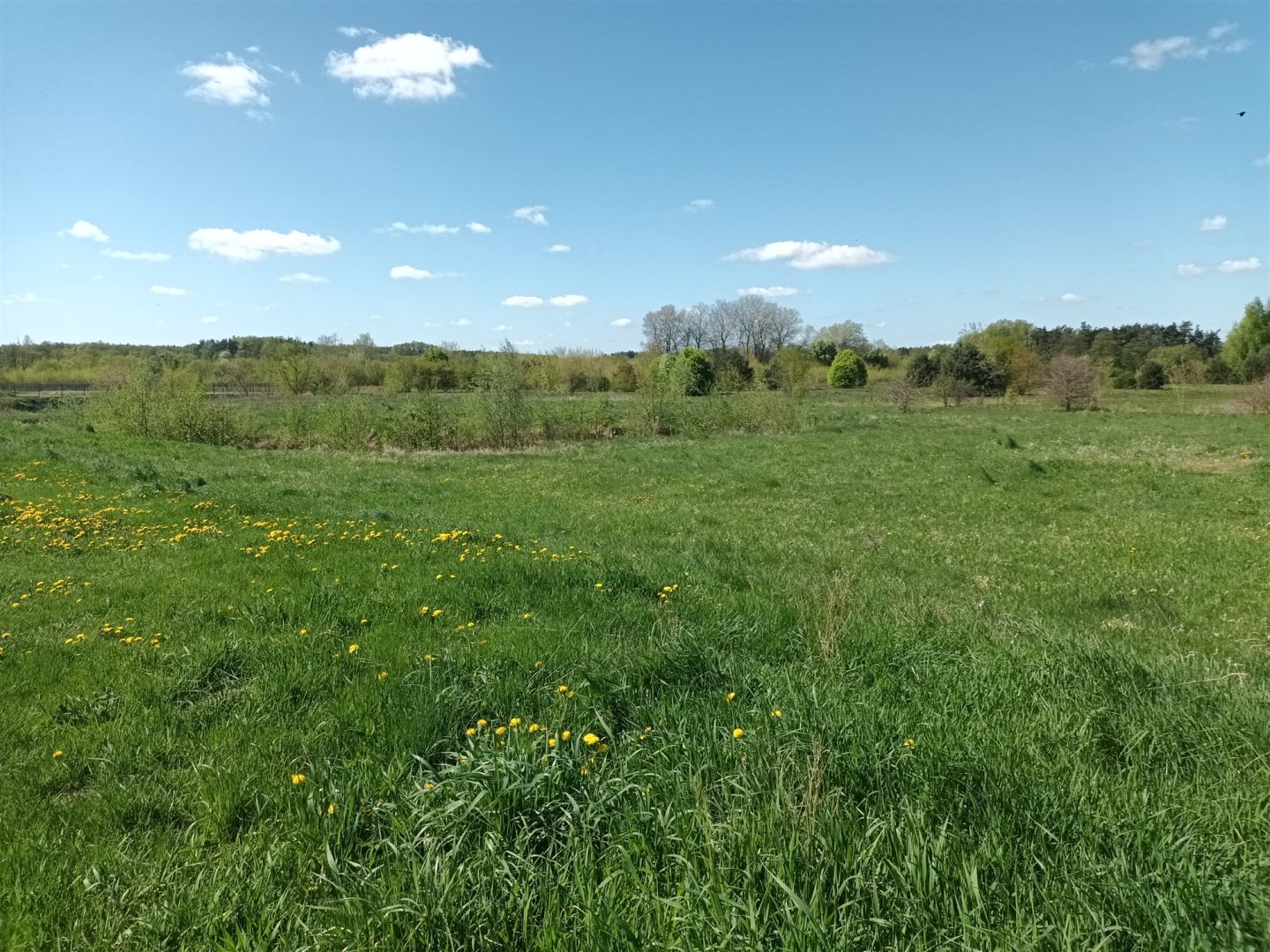 Działka rolna 4 681 m², Sochocin